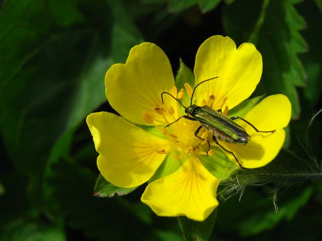 Alcuni coleotteri da identificare