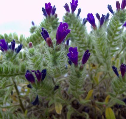 Specie di echium da determinare