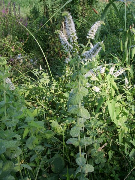 Mentha suaveolens / Menta a foglie rotonde