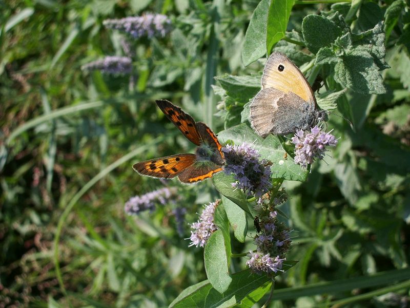 farfalla da identificare