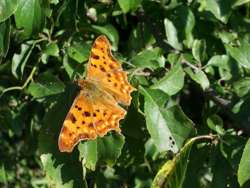 Polygonia c-album - Nymphalidae