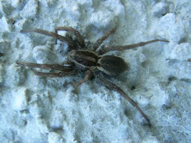 Ragnetti da identificare