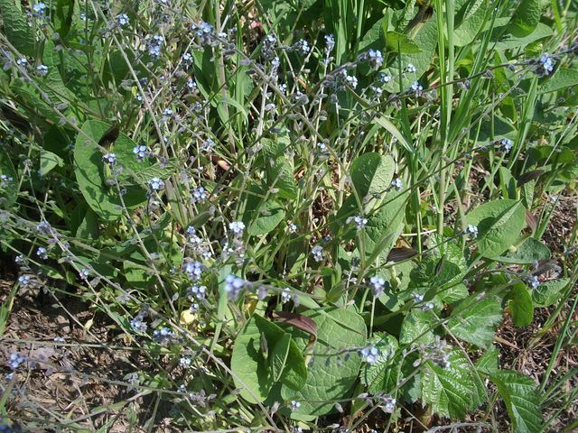 Fiorellini azzurri da identificare - Myosotis sp.