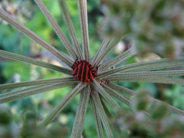 Alcuni coleotteri da identificare