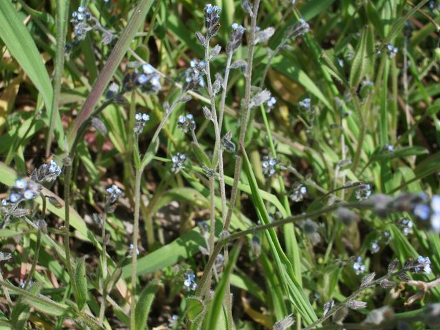 Fiorellini azzurri da identificare - Myosotis sp.