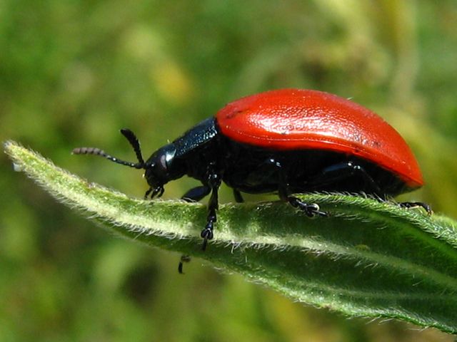Alcuni coleotteri da identificare