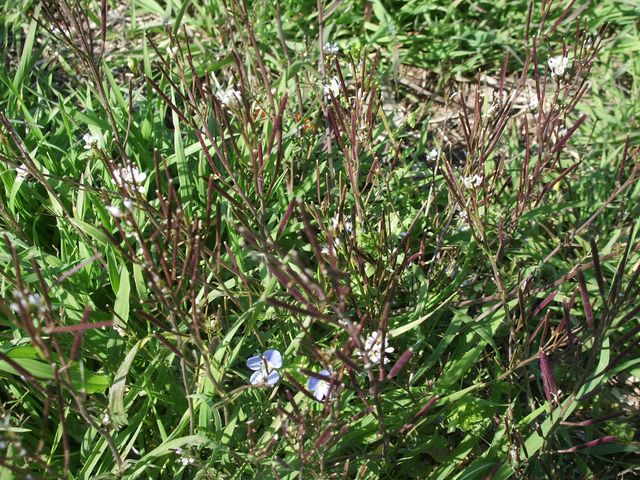 Cardamine hirsuta