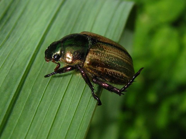 Coleottero da identificare: Mimela junii