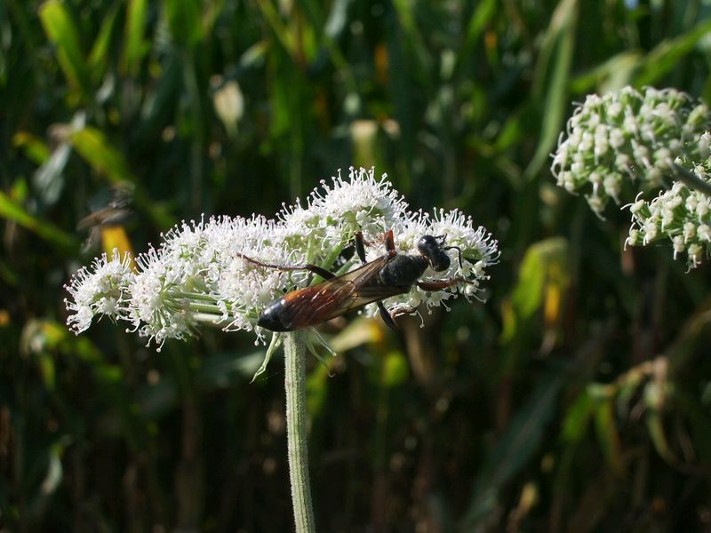 Imenotteri da identificare