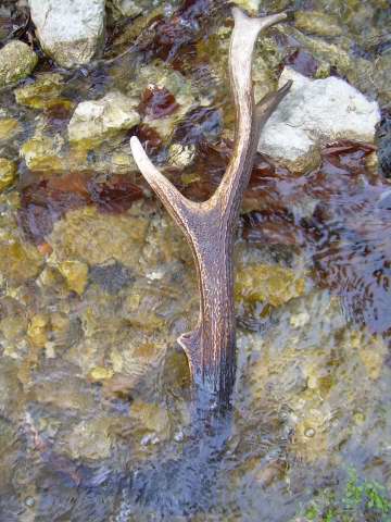 Peli e stanga di cervo.