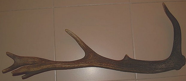 Peli e stanga di cervo.