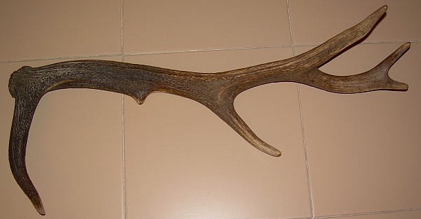 Peli e stanga di cervo.
