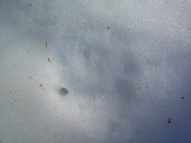 Tracce e escrementi di quali animali?Capriolo e Lepre