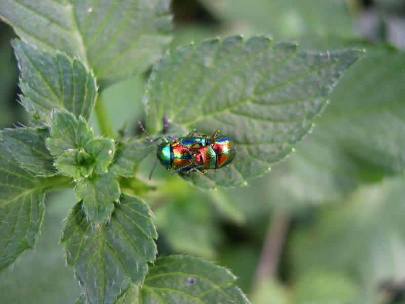 Coleotteri in Val di Tures