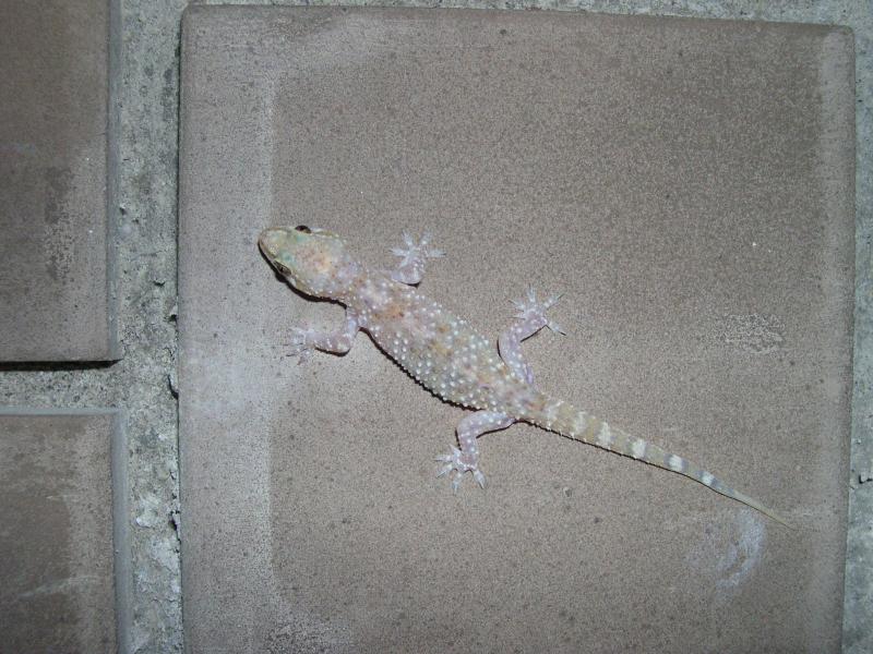 Geco Hemidactylus turcicus