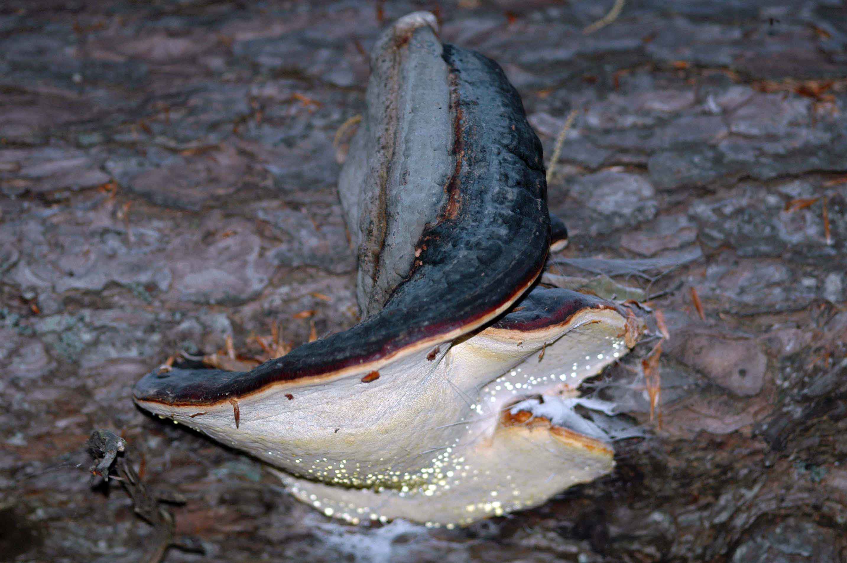 .... a proposito delle mezze stagioni: