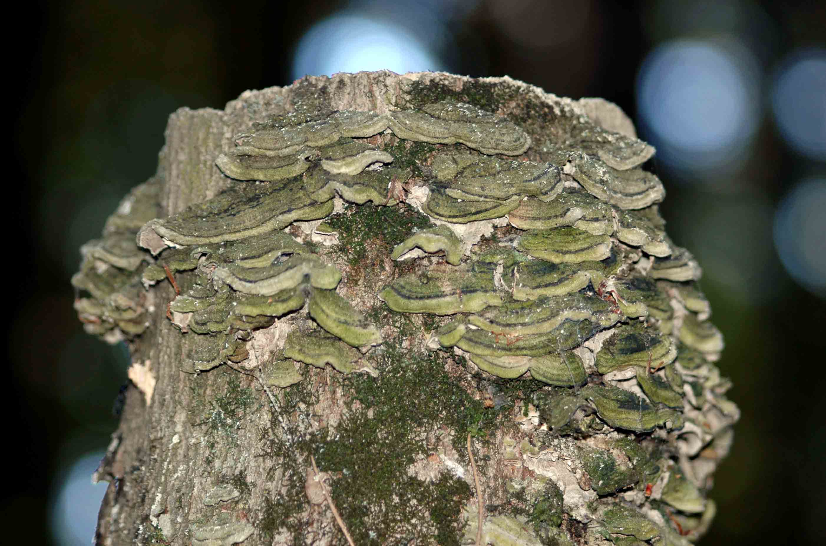 .... a proposito delle mezze stagioni: