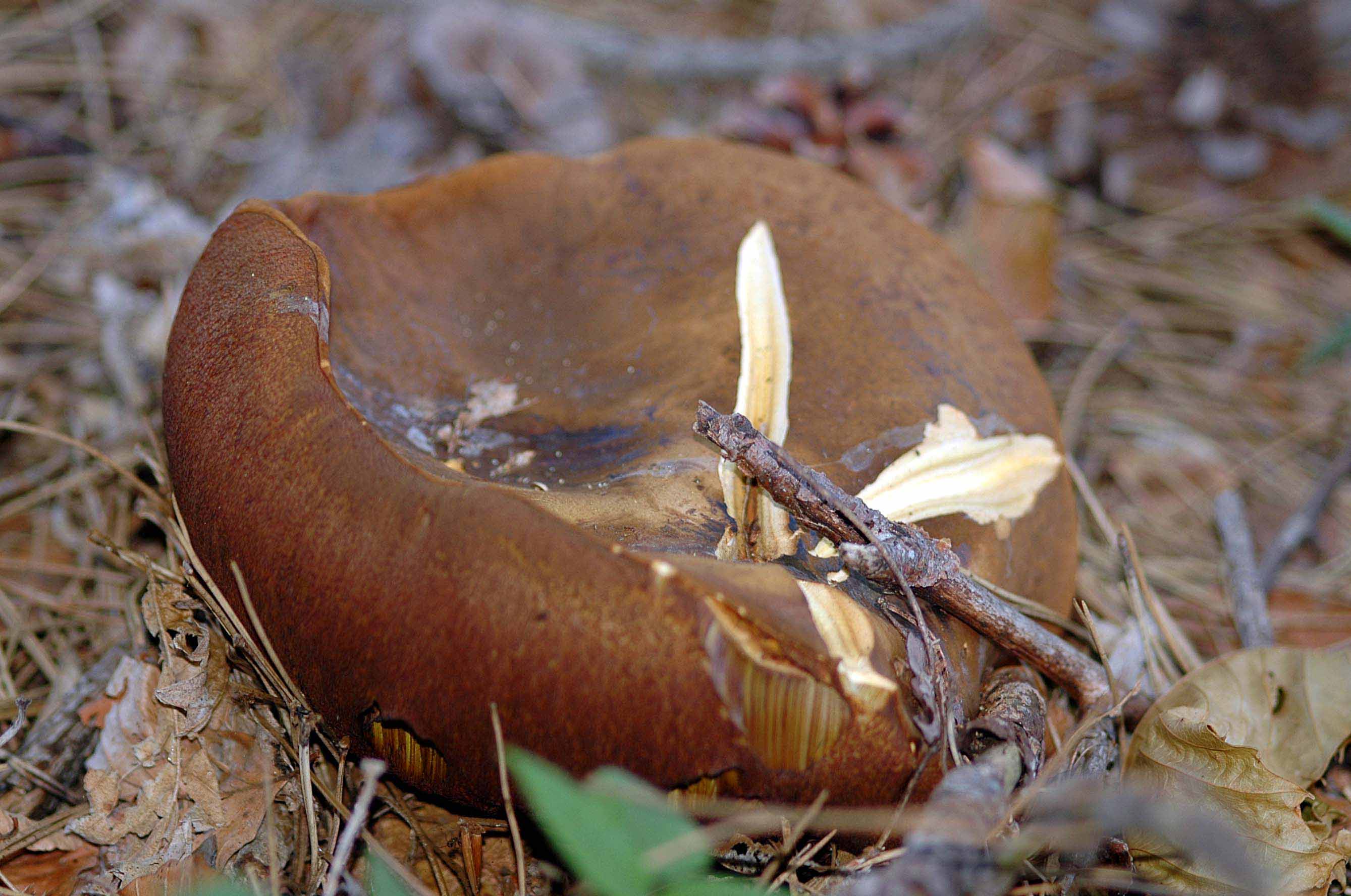 .... a proposito delle mezze stagioni:
