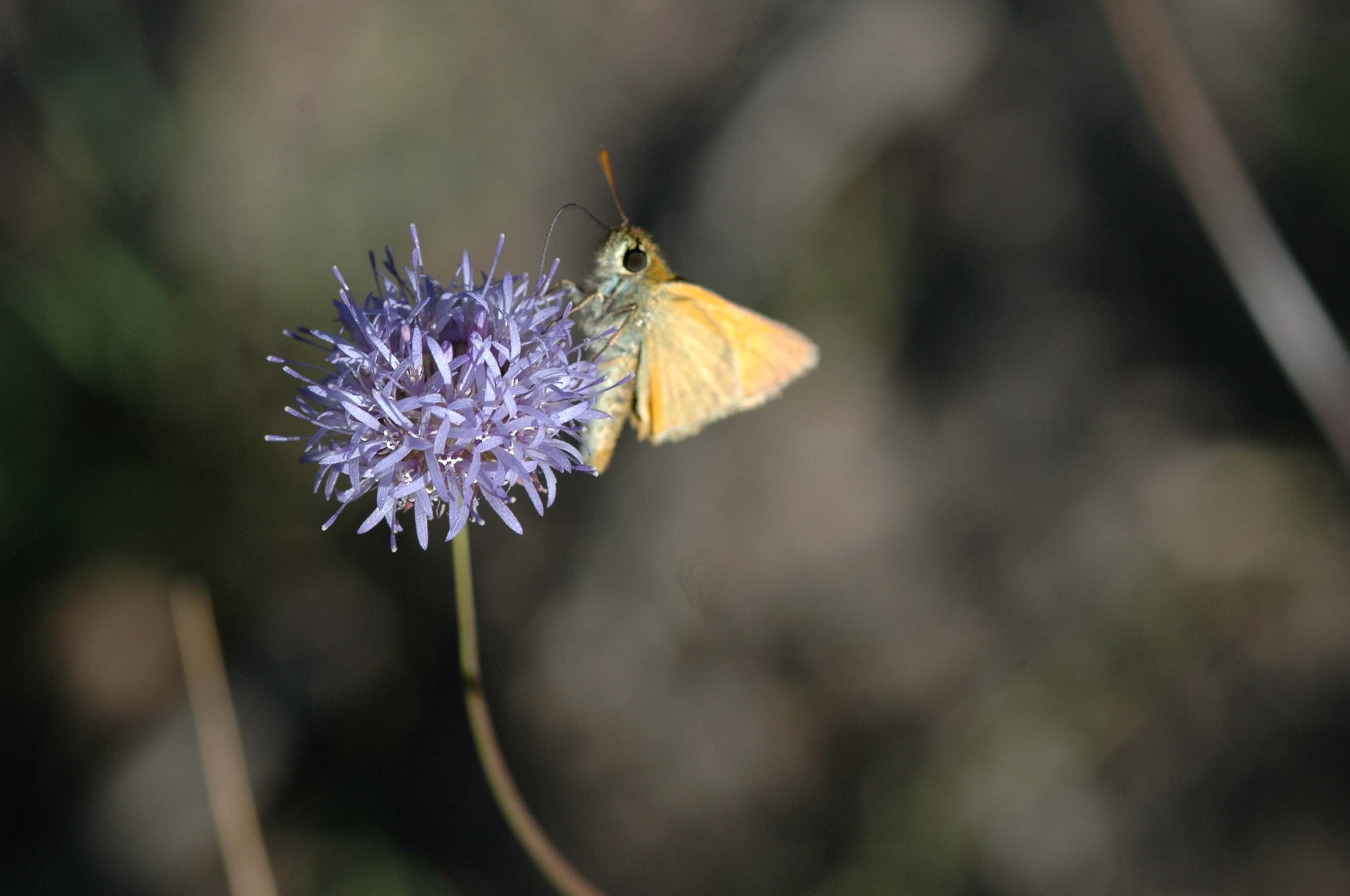 .... a proposito delle mezze stagioni: