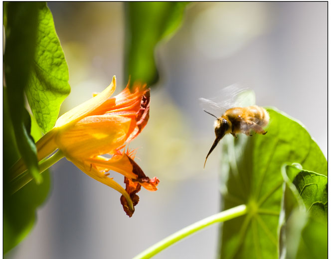 Anthophora plumipes ed altra apide.