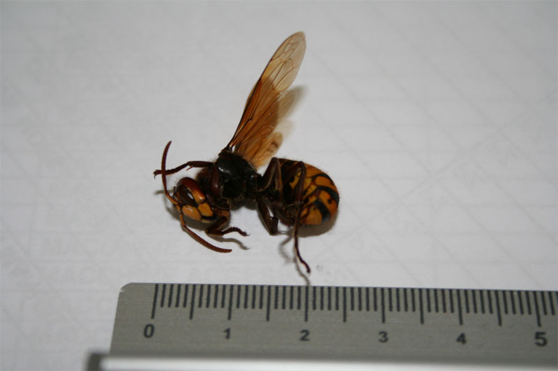 Vespa crabro