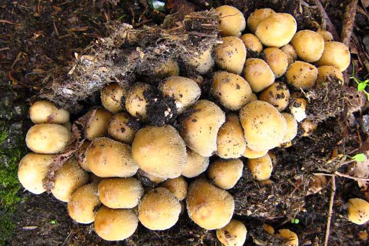 Coprinus?