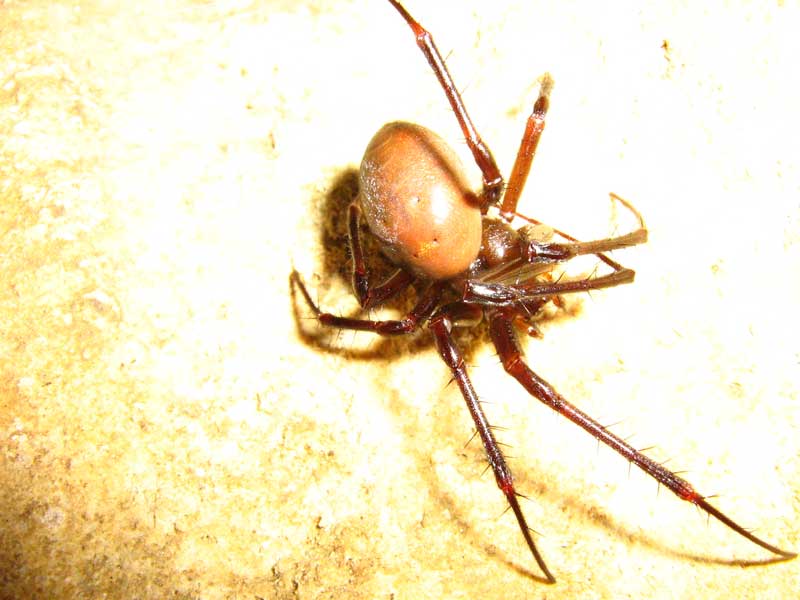 Meta bourneti