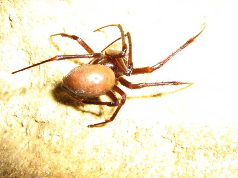 Meta bourneti