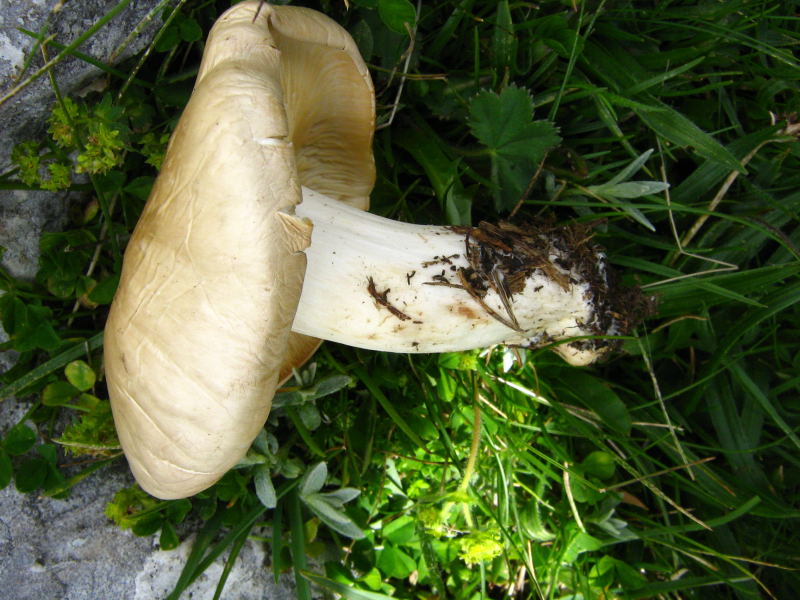 Fungo ritrovamento quota 2000m Abruzzo cosa �:-)?