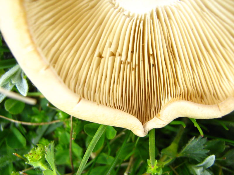 Fungo ritrovamento quota 2000m Abruzzo cosa �:-)?