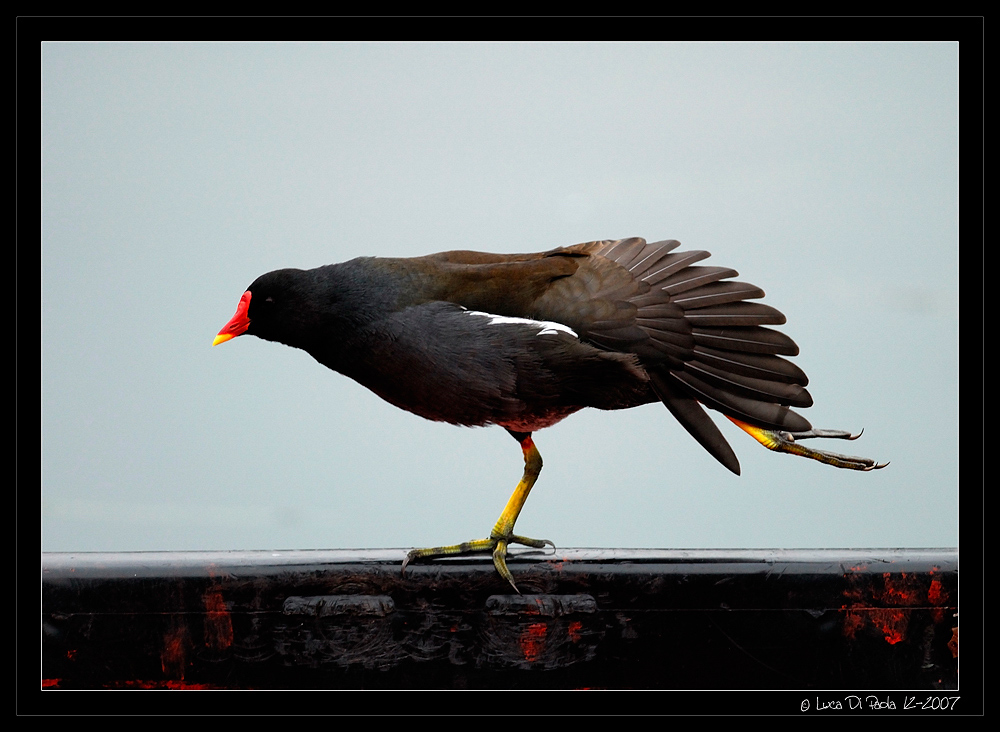 gallinella e stretching
