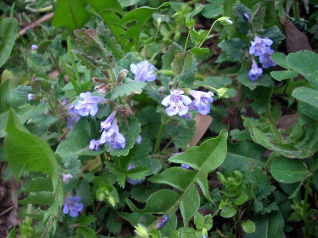 Glechoma hederacea / Ellera terrestre comune