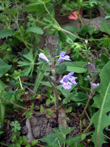 Glechoma hederacea / Ellera terrestre comune