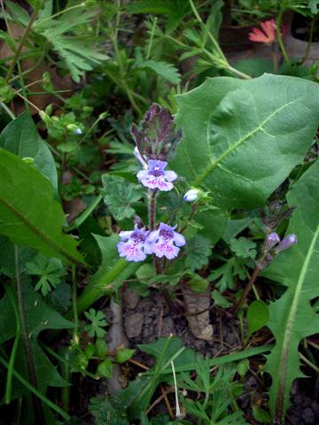 Glechoma hederacea / Ellera terrestre comune