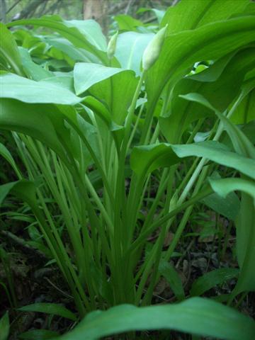 Allium ursinum / Aglio orsino