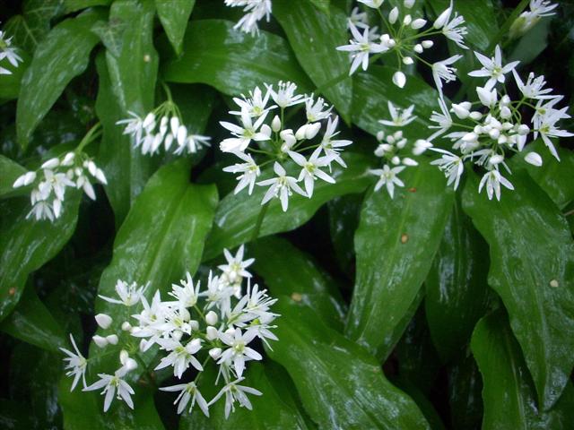 Allium ursinum / Aglio orsino