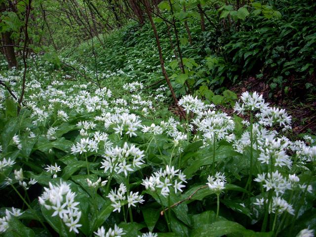 Allium ursinum / Aglio orsino
