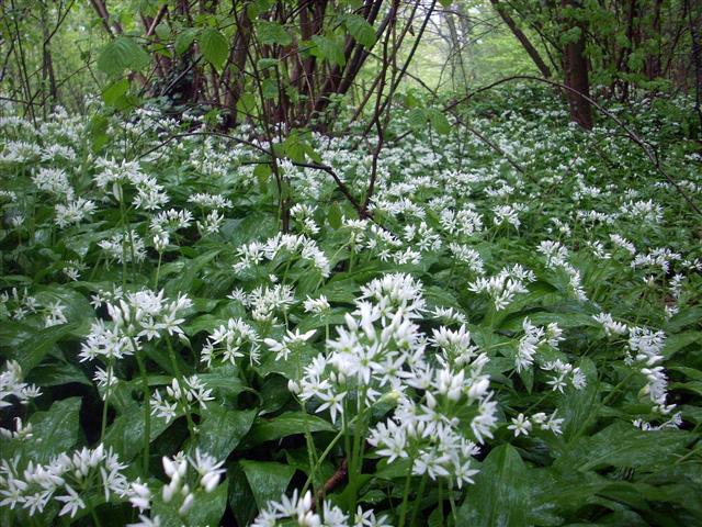 Allium ursinum / Aglio orsino