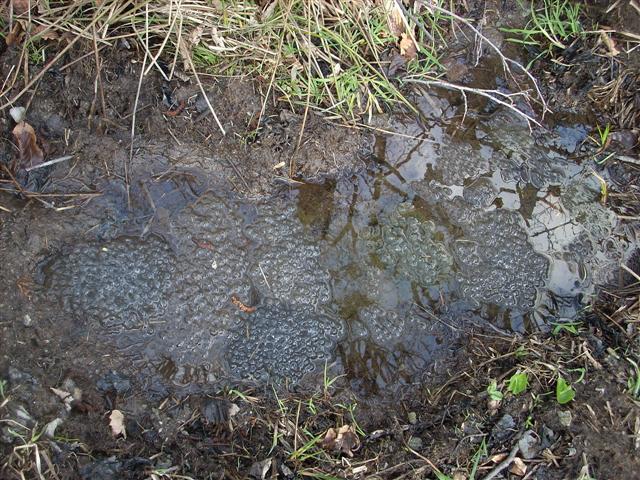 Uova di rana temporaria