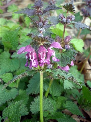 Lamium maculatum / Falsa-Ortica macchiata