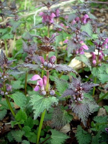Lamium maculatum / Falsa-Ortica macchiata