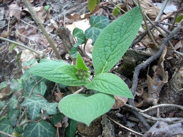 Symphytum officinale
