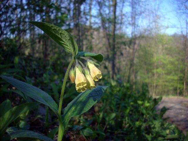 Symphytum officinale