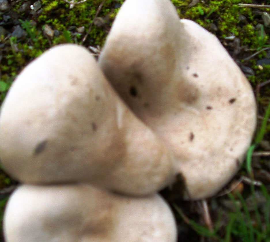 funghi sardi