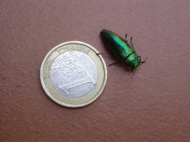 Eurythyrea micans (Buprestidae)