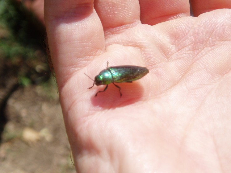 Eurythyrea micans (Buprestidae)