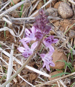 Scilla autumnalis / Scilla autunnale