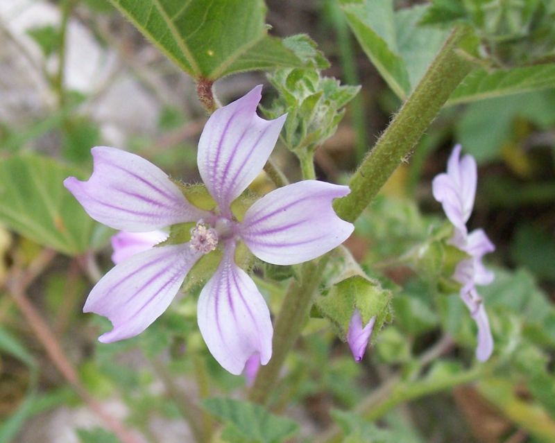 Lavatera cretica / Malvone di Creta