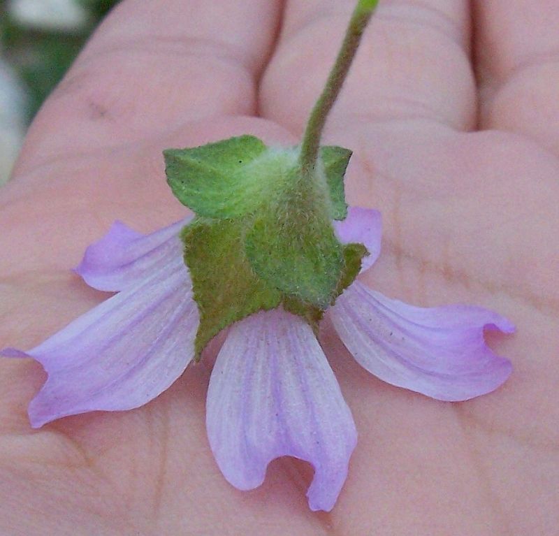 Lavatera cretica / Malvone di Creta