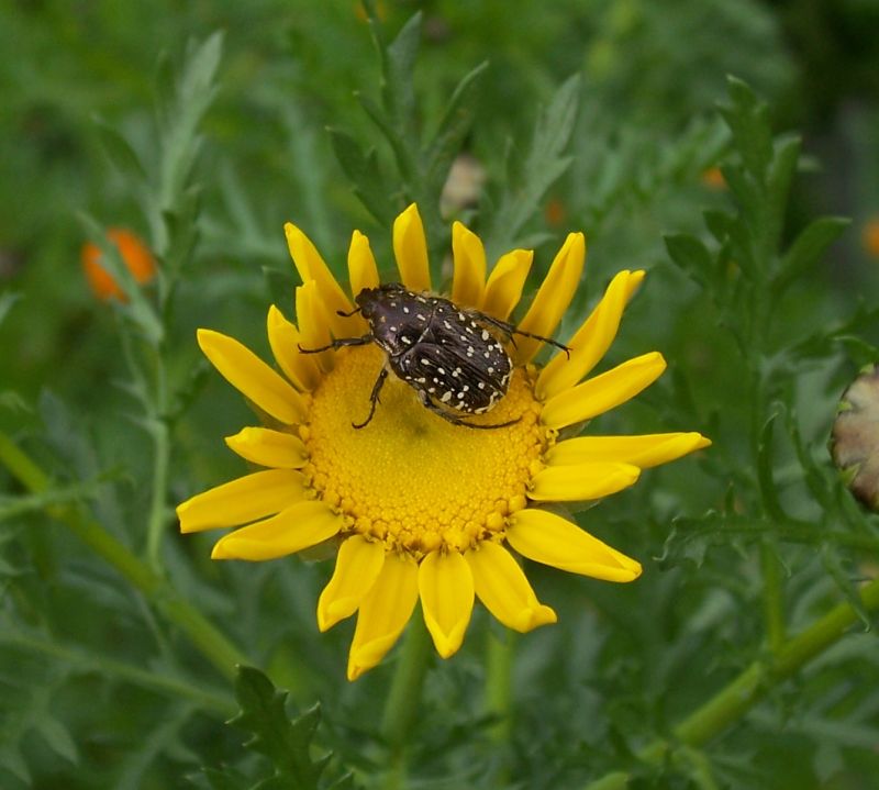 Oxythyrea funesta della Puglia